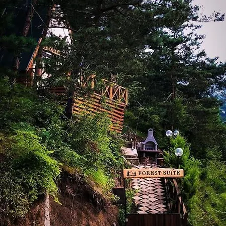 Forest ترابزون